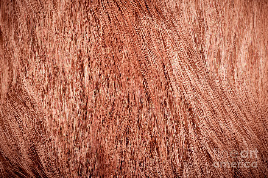 red fox fur