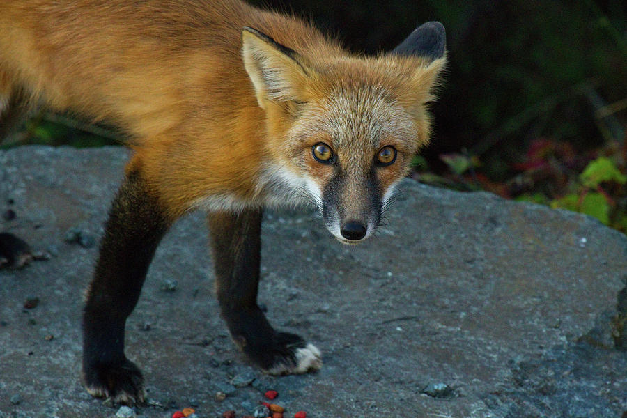 Red Fox Gaze Photograph by Marie Jamieson