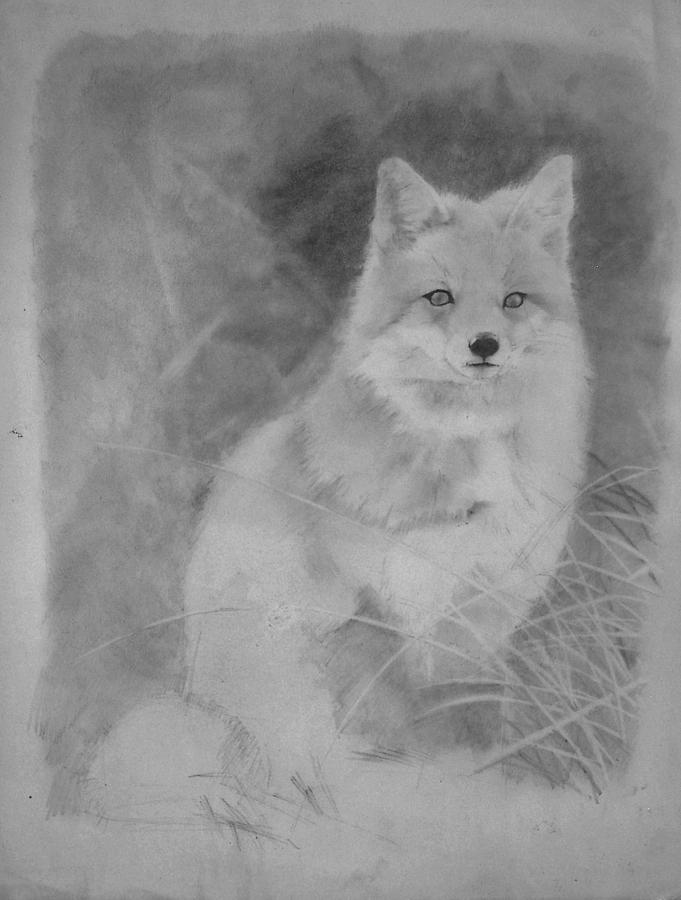 Red fox Drawing by Glenn Daniels | Fine Art America