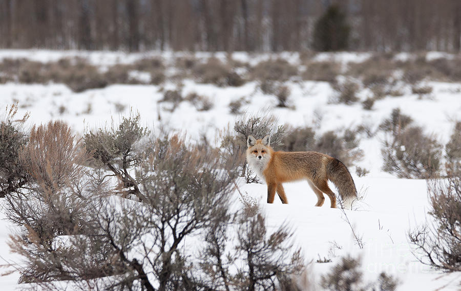Red Fox - Grand Teton National Park Photograph by Bret Barton