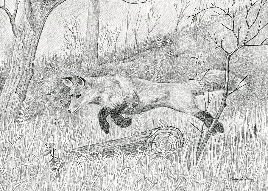 Red Fox Drawing by Harry Moulton