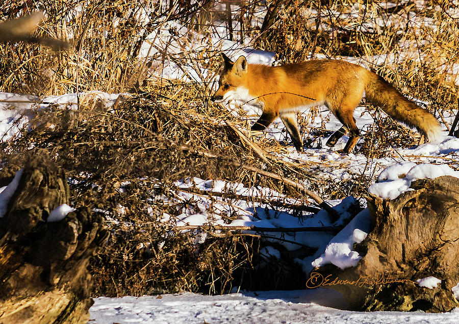 Red Fox Hunting Photograph by Ed Peterson