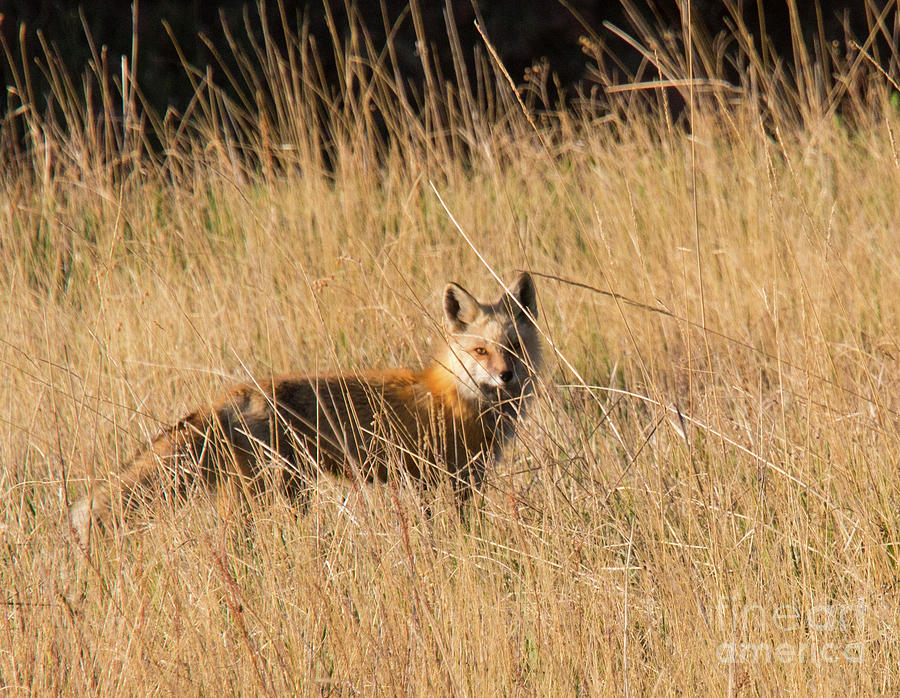 Red Fox Hunting Photograph by Steven Krull