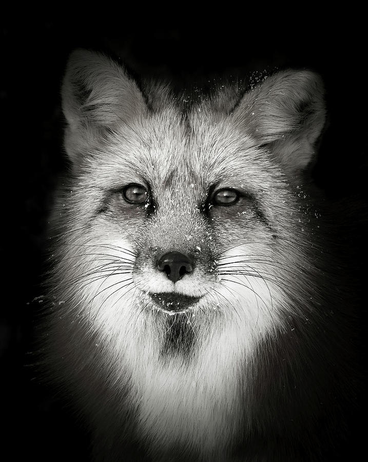 Red Fox II Photograph by Athena Mckinzie