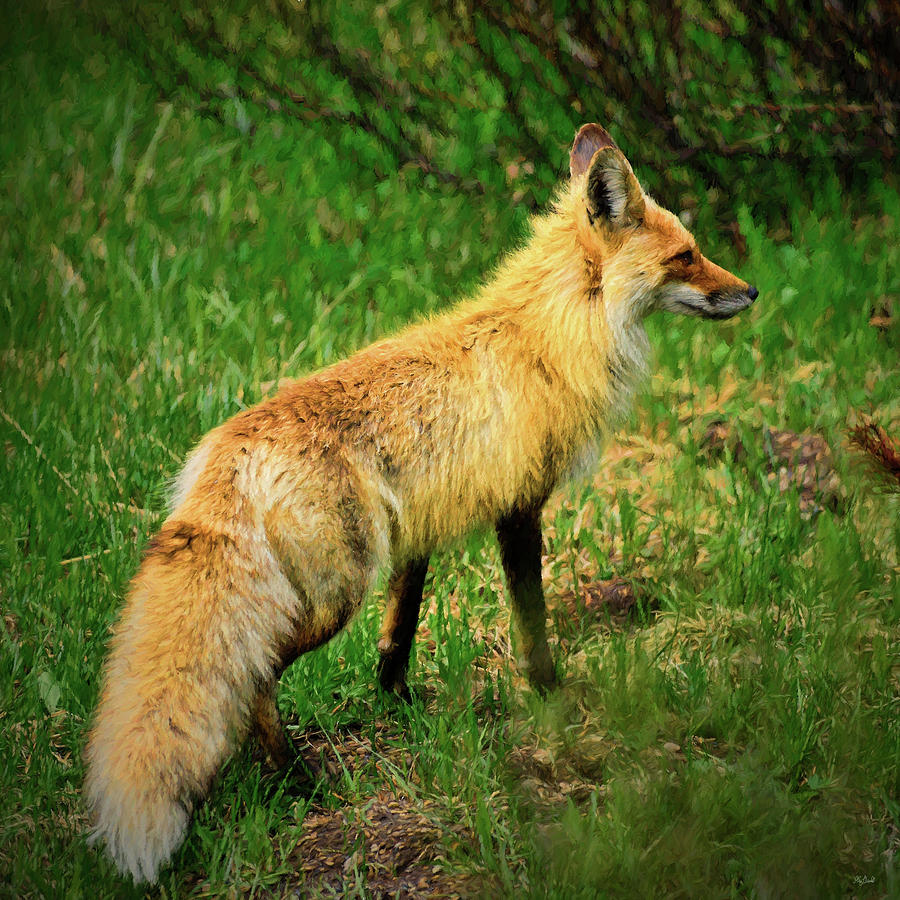 Red Fox Impressionist Portrait Photograph by Greg Norrell