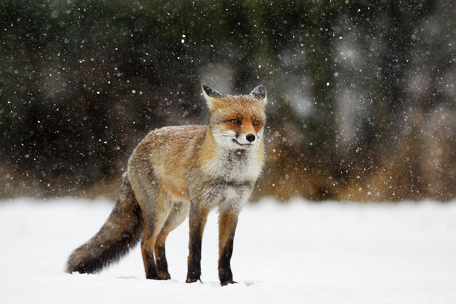 Fox Photograph - Red Fox in a Blizzard by Roeselien Raimond