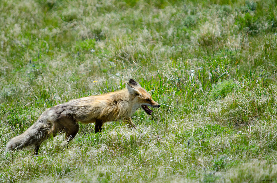 Wildlife Photograph - Red Fox in a Field by Crystal Wightman