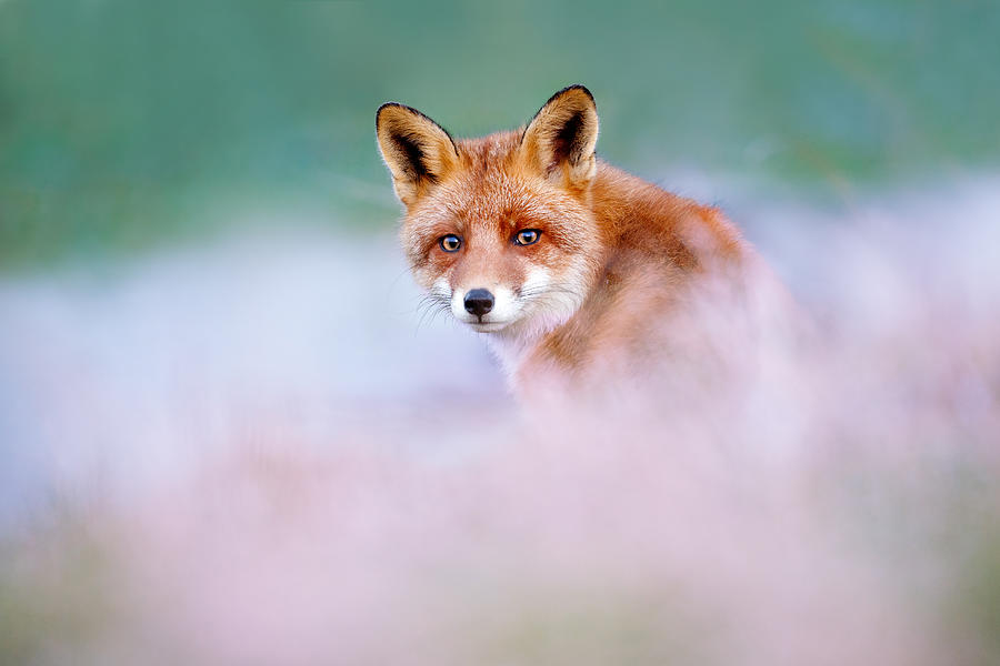 Fox Photograph - Red Fox in a Mysterious World by Roeselien Raimond