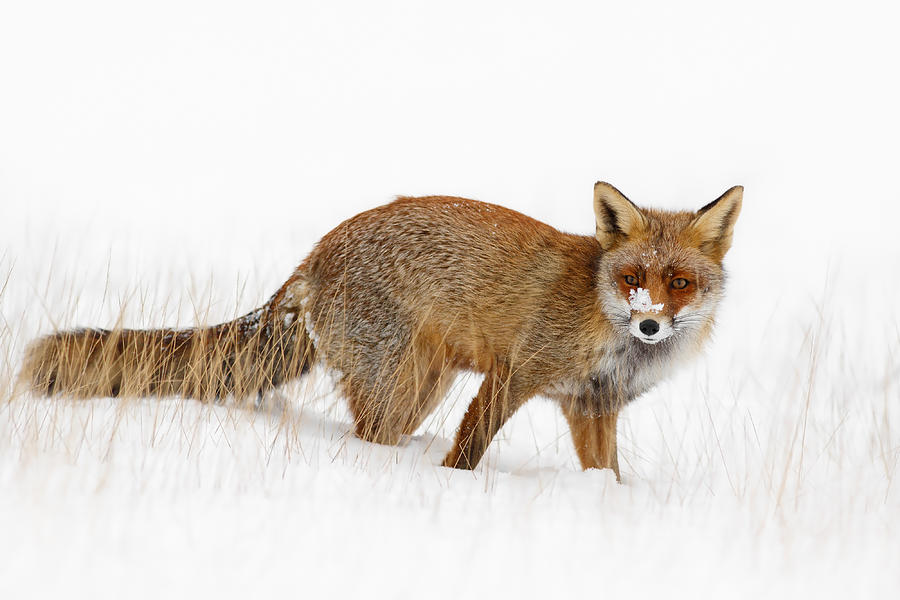 Fox Photograph - Red Fox in a Snow Covered Scene by Roeselien Raimond
