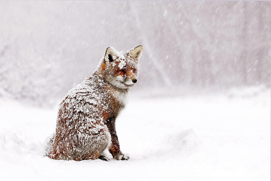 Winter Photograph - Red Fox in a White Winter Wonderland by Roeselien Raimond