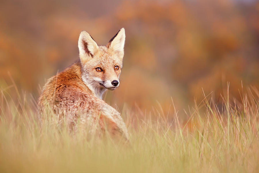 Animal Photograph - Red Fox in Autumn Scene by Roeselien Raimond