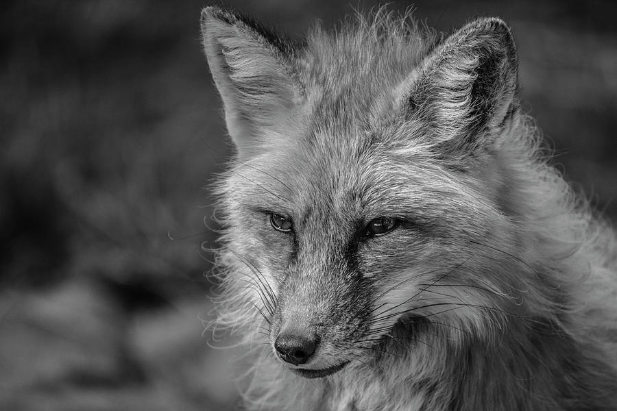 Red Fox in Black and White Photograph by Teresa Wilson