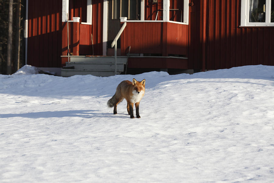 Red fox in front of a red house Photograph by Ulrich Kunst And Bettina Scheidulin