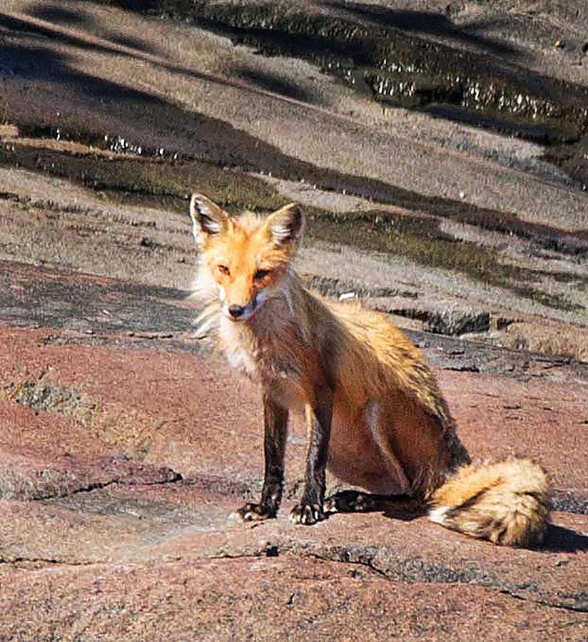 Red Fox in Maine Photograph by Joe Granita