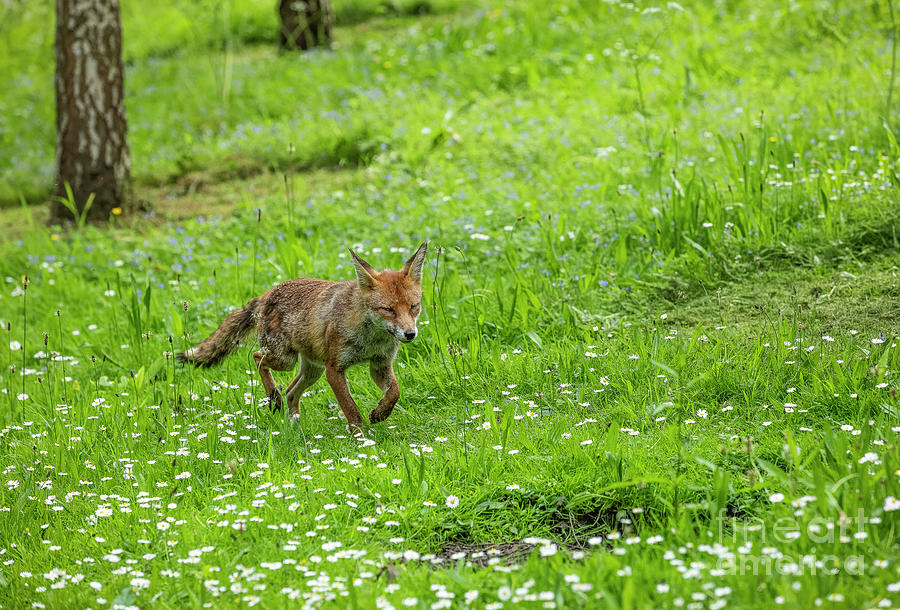 Red Fox in Meadow Photograph by Philip Pound - Fine Art America