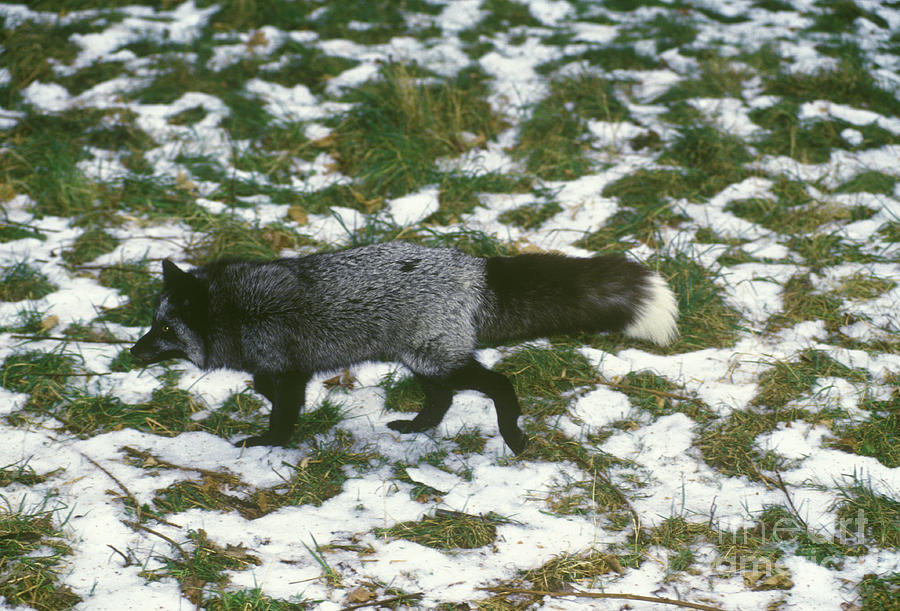 Fox Photograph - Red Fox In Norway by Jean-Louis Klein & Marie-Luce Hubert