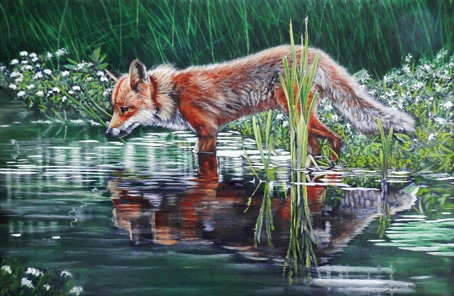Red Fox Reflecting Painting by John Neeve