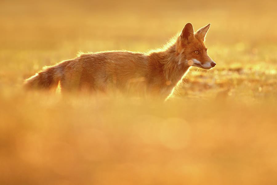 Mammal Photograph - Red Fox in Red Light II by Roeselien Raimond