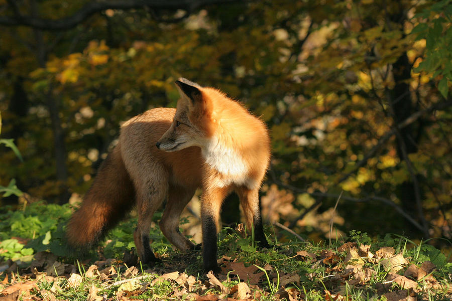 Red fox in shadows Photograph by Doris Potter