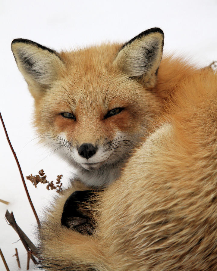Red Fox in Snow Photograph by Doris Potter