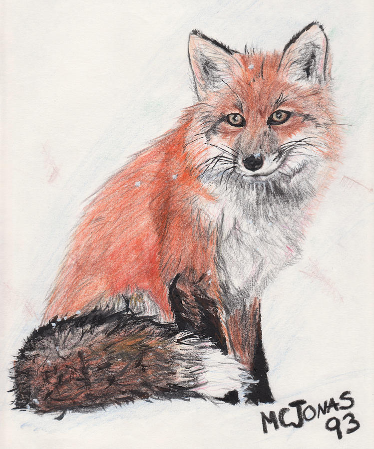 Nature Drawing - Red Fox in Snow by Marqueta Graham