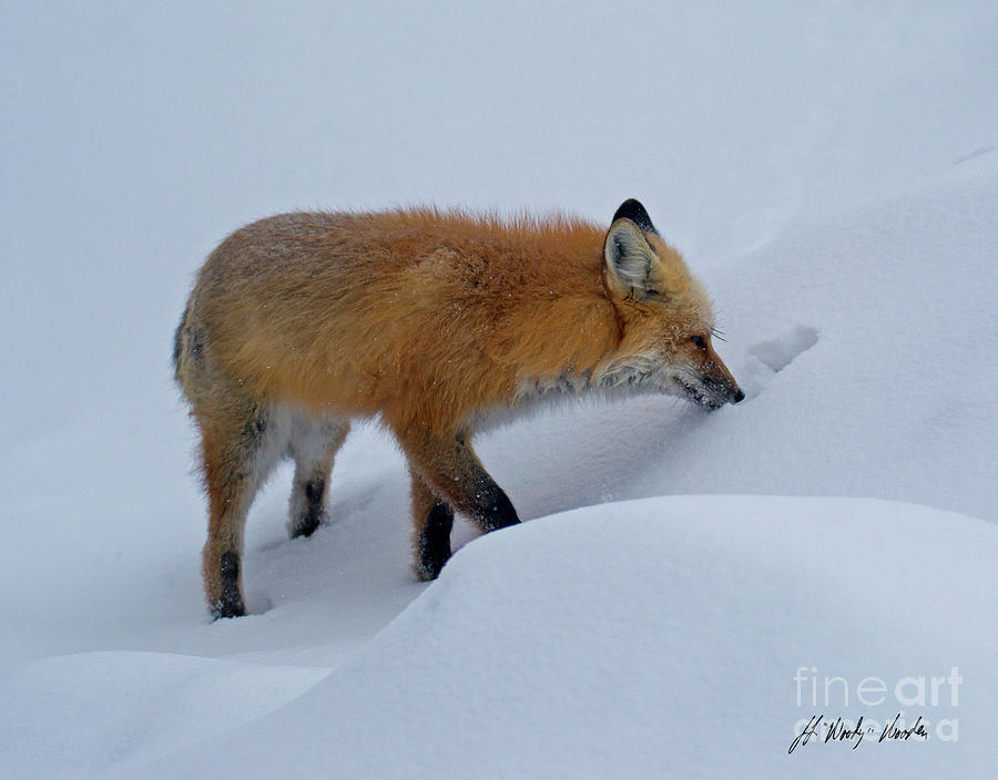 Red Fox In Snow-Signed-#8459 Photograph by J L Woody Wooden