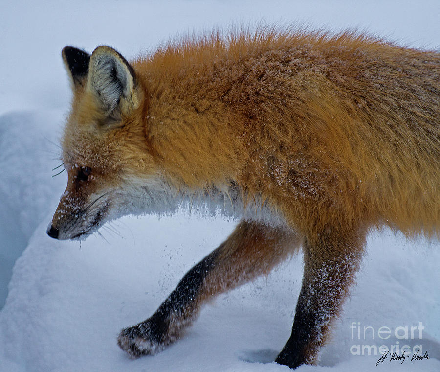 Red Fox In SnowSigned-#8462 Photograph by J L Woody Wooden