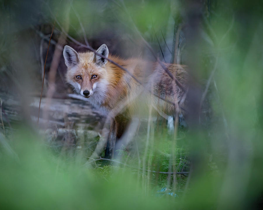 Red Fox in spring Photograph by Jakub Sisak