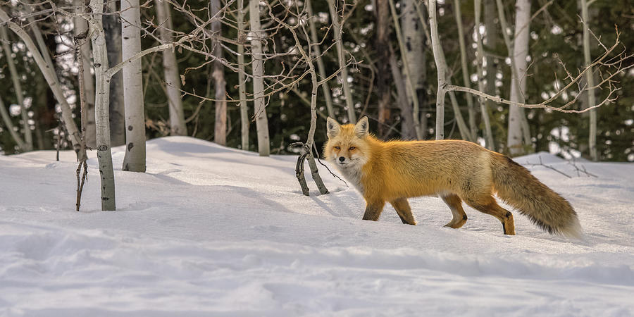 Red Fox In The Aspens Photograph by Yeates Photography