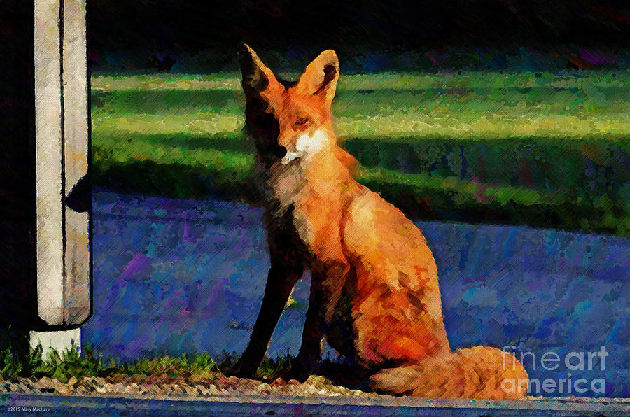 Red Fox in the Evening Photograph by Mary Machare