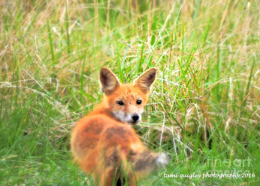 Red Fox In The Late Summer Grass Photograph by Tami Quigley