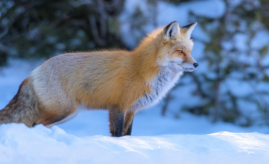 Red Fox In The Morning Photograph by Yeates Photography