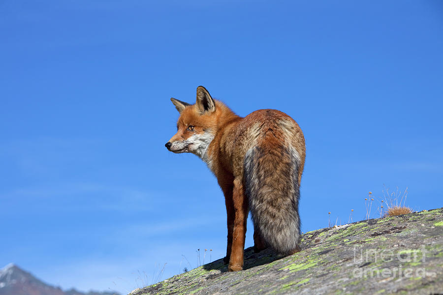 Red Fox in the Mountains Photograph by Arterra Picture Library