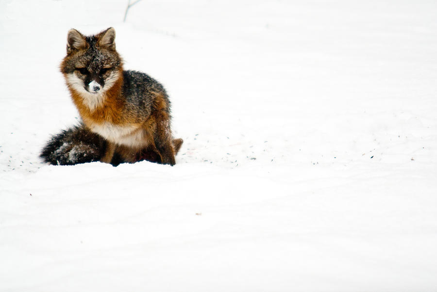 Red Fox In The Snow Photograph