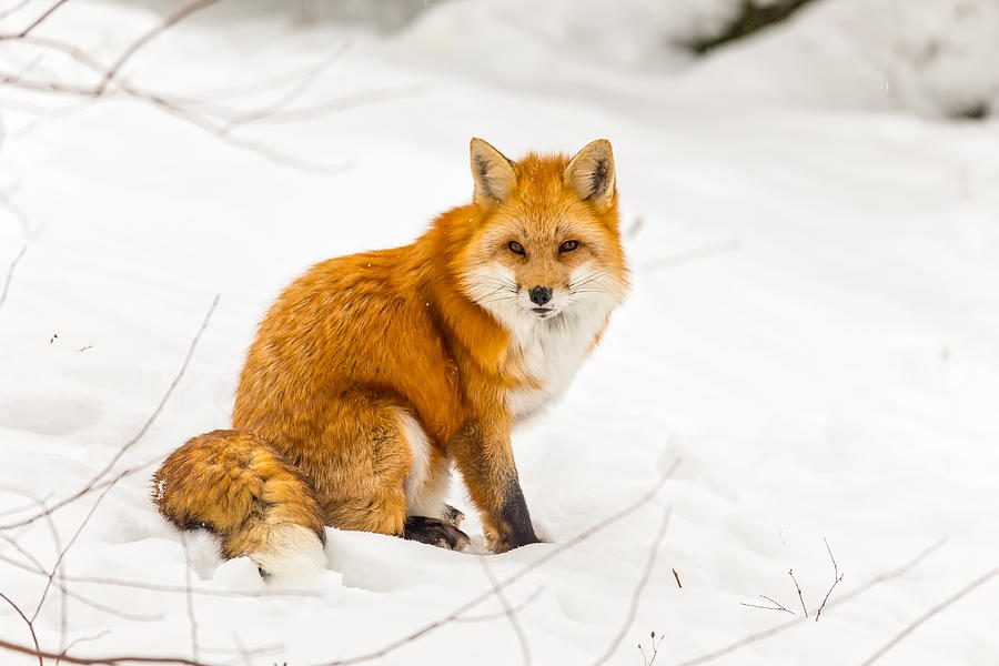 Red fox in the snow Photograph by Josef Pittner