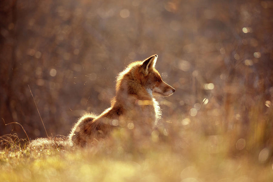 Wildlife Photograph - Red Fox in the Sun by Roeselien Raimond
