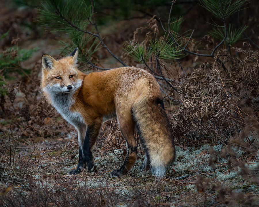 Red Fox In The Wild Photograph