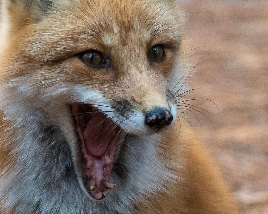 Red Fox in the Wild III by Glenn Springer Red Fox in the Wild III by Glenn Springer