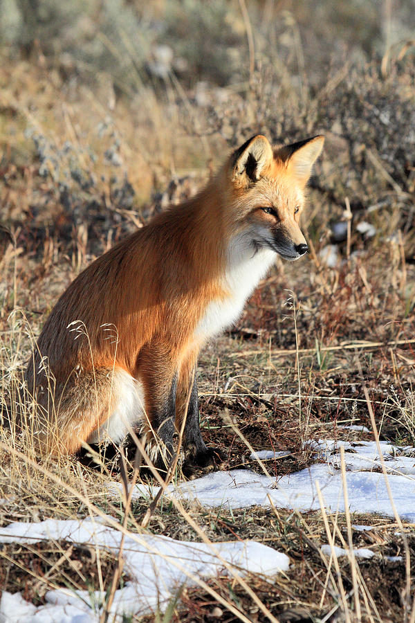 Red Fox In The Wild Photograph