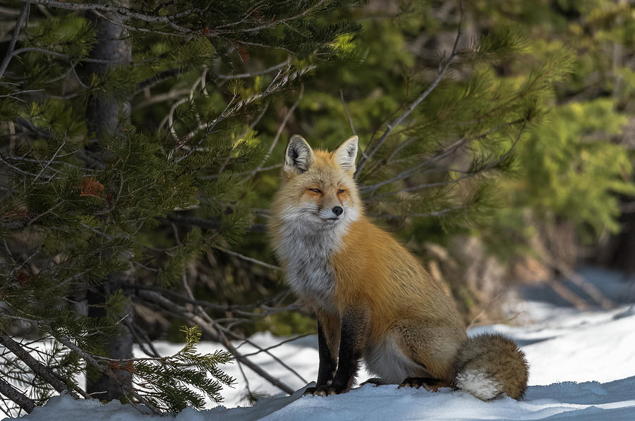 Red Fox In The Woods Photograph by Yeates Photography