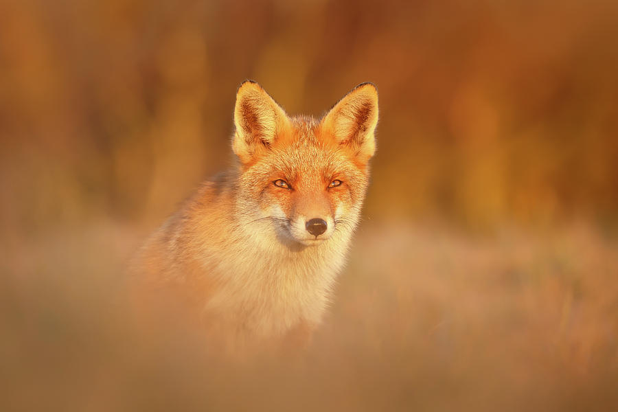 Animal Photograph - Red Fox in Warm Light by Roeselien Raimond