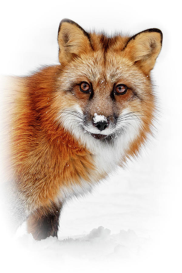 Red Fox In Winter Photograph by Wes and Dotty Weber