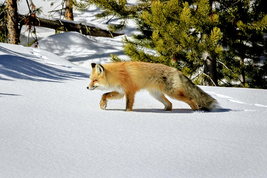 Red Fox in Winter Photograph by Jack Bell