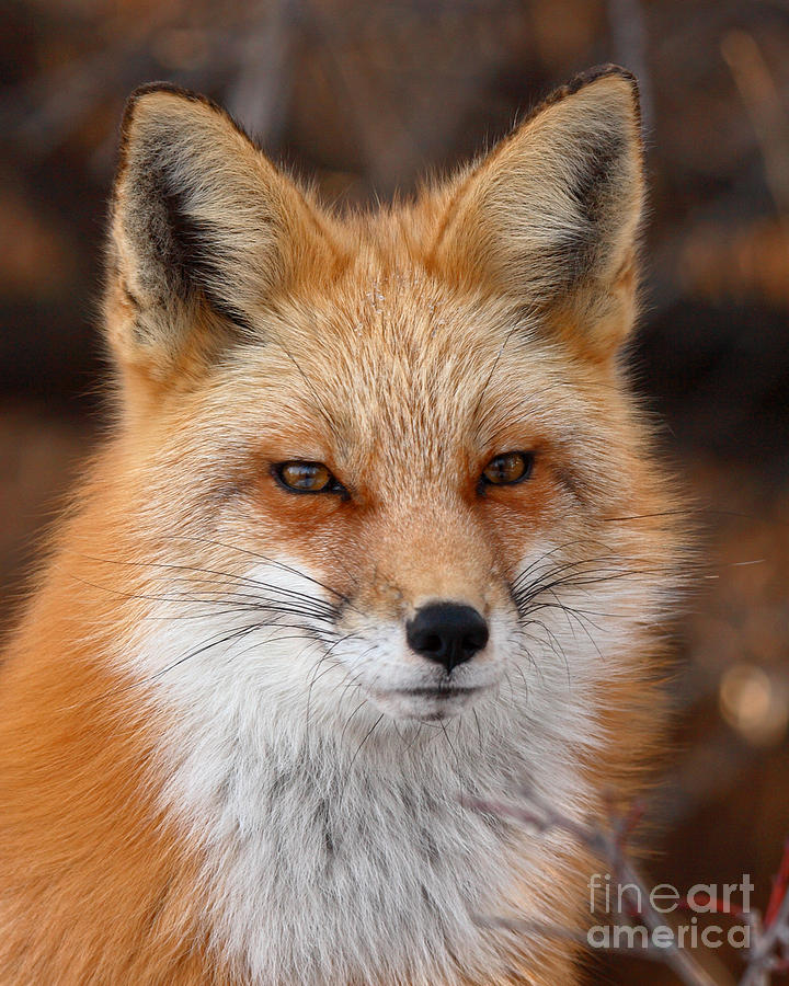 Red Fox In Winter Ruff Photograph by Max Allen