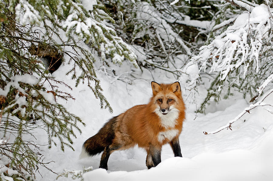 Red Fox in Winter Photograph by Scott Read