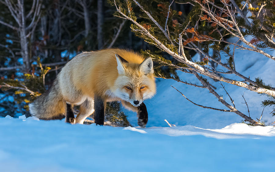 Red Fox In Winter Snow Photograph by Yeates Photography