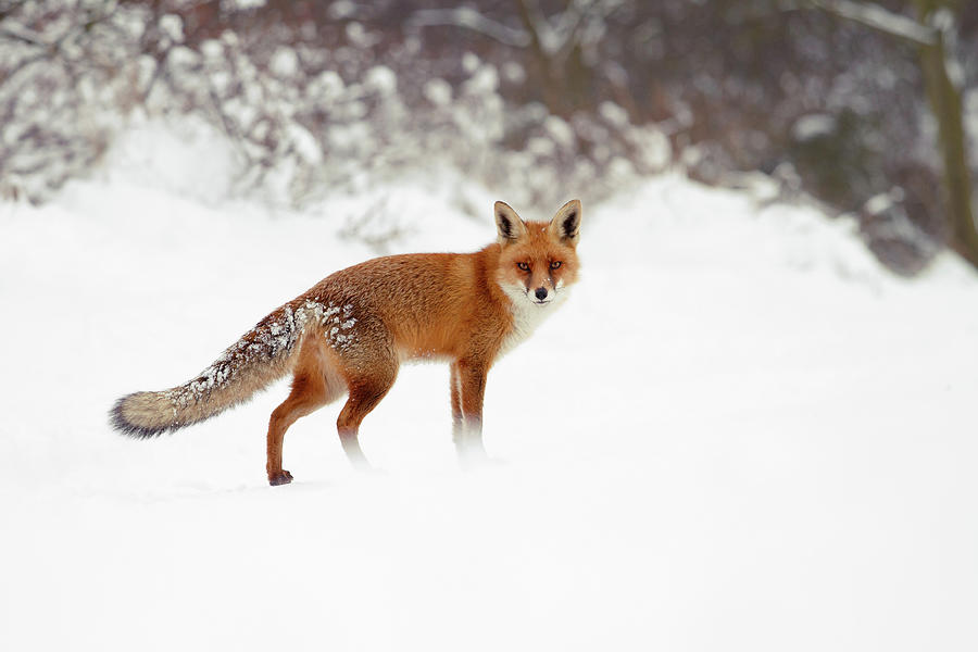 Winter Photograph - Red Fox in Winter Wonderland by Roeselien Raimond