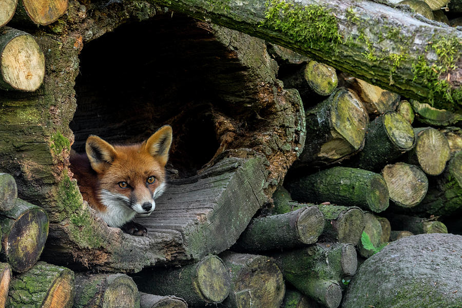 Red Fox in Woodpile Photograph by Arterra Picture Library