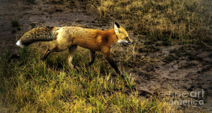 Red Fox in Yellowstone Photograph by Craig J Satterlee