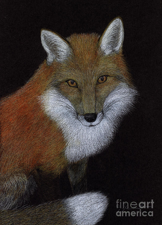 Red Fox Drawing by Jackie Irwin
